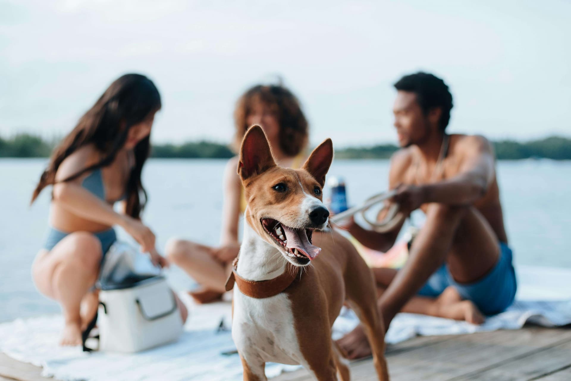 Pet Friendly Vacation Rentals in Austin, TX | Playcation Homes